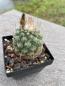 Preview: Strombocactus disciformis